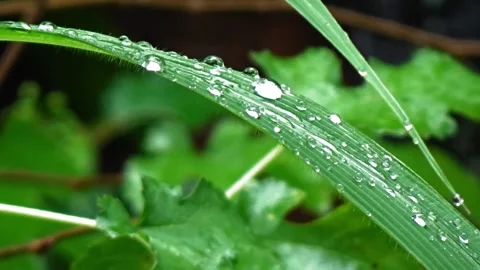 Raindrops Stock Footage 303996906
