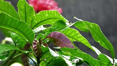 Raindrops Stock Footage 304082175