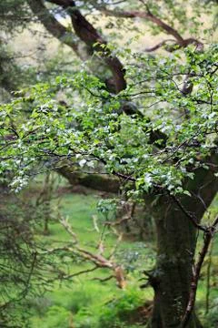 Raindrops in the forest. Foto stock