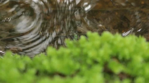 Raindrops on Forest Puddle and Moss — Tilting Camera Shot Stock Footage 345455801