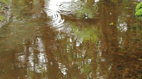 Raindrops on Forest Puddle — Hyrcanian Reflection Stock Footage 345339931