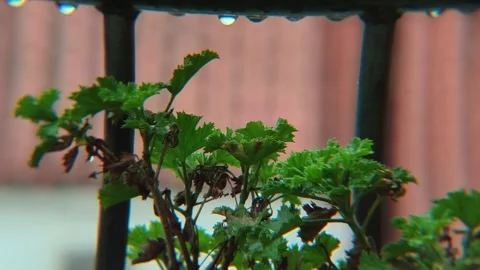 Raindrops forming on balcony railing with red geranium flower macro close-up Video stock 330763686