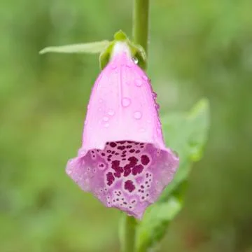 Raindrops on a Foxglove flower Stock Photos