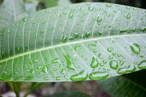 Raindrops on Frangipani Leaf Stock Photos