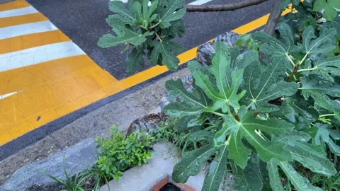 Raindrops on Fresh Fig Leaves Beside Wet Urban Road 库存影片 342801672