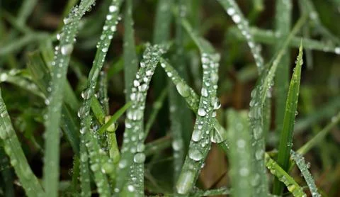 Raindrops on Fresh Grass Stock Photos