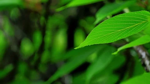 Raindrops on Fresh Green Leaves, Macro Close-Up with Bokeh Background Stock Footage 330288380