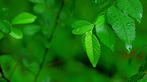 Raindrops on Fresh Green Leaves, Macro Close-Up with Bokeh Background 스톡 동영상 330288504