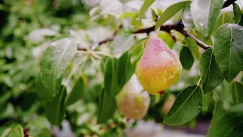 Raindrops on a fresh pear. The sun after the rain in the orchard. Ripe pears. Stock-Footage 149240983
