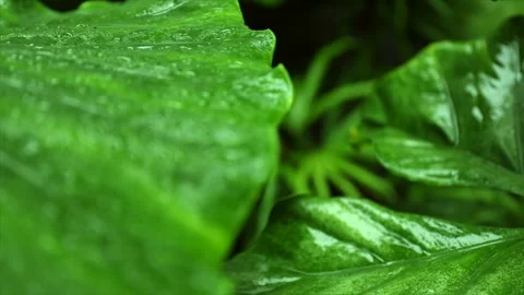 Raindrops gather on large green leaves in a thriving tropical environment Stock-Footage 337016671