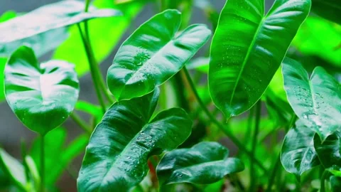 Raindrops gently falling on fresh green leaves Stock Footage 330566162