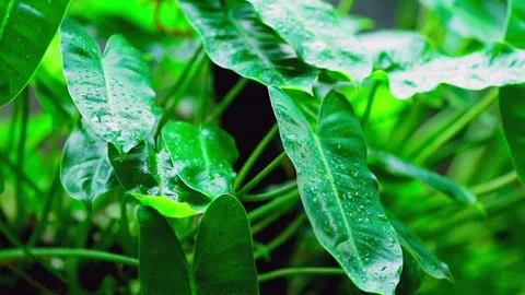 Raindrops gently falling on fresh green leaves Stock Footage 330566179