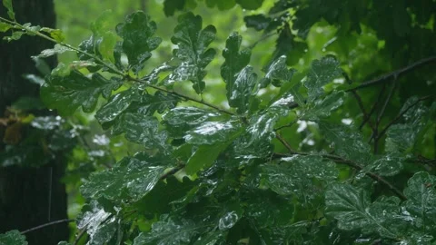 Raindrops gently falling on Oak Leaves amidst the vibrant, lush greenery of Stock-Footage 314274232