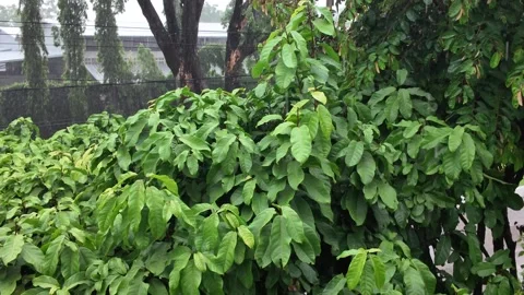 Raindrops gently strike lush green leaves during the rainy season. 库存影片 309974047