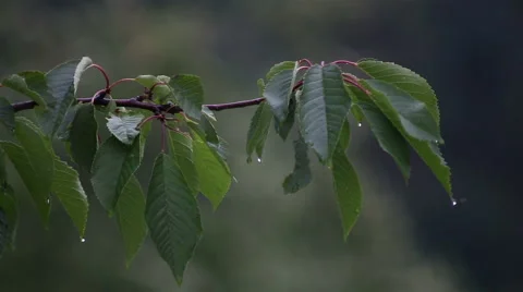 Raindrops on a gently swaying leaf after rain Stock Footage 65386846