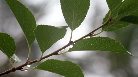 Raindrops on a gently swaying leaf after rain Stock Footage 65386917
