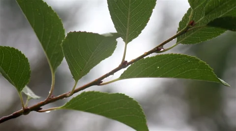 Raindrops on a gently swaying leaf after rain Stock Footage 65386936