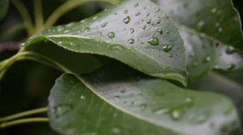 Raindrops on a gently swaying leaf after rain Video stock 65386963