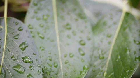 Raindrops on a gently swaying leaf after rain Stock Footage 65387001