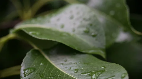 Raindrops on a gently swaying leaf after rain Video stock 65387042