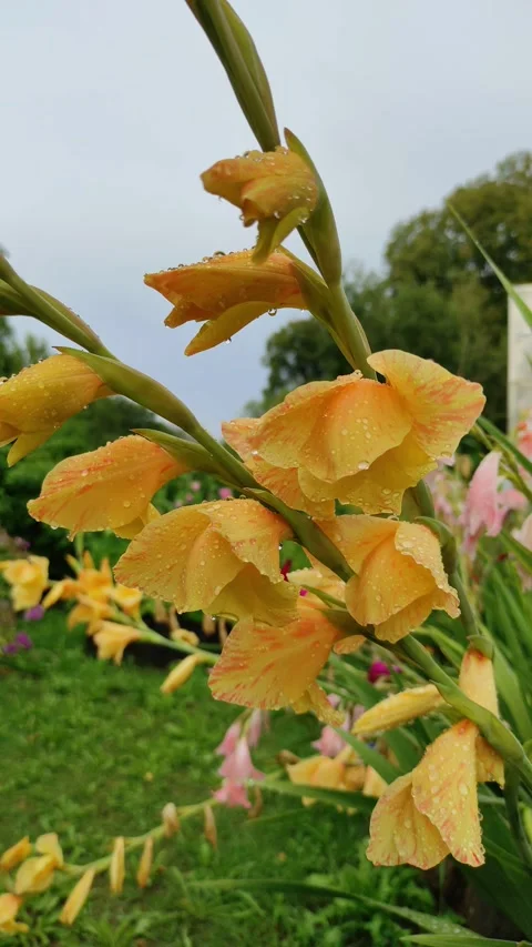 Raindrops on gladioli flowers 2 Vidéo 341637724