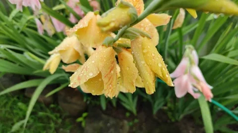 Raindrops on gladioli flowers Vidéo 341634326