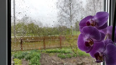 Raindrops on the glass (3) Full HD 60 FPS Stock Footage 273750803