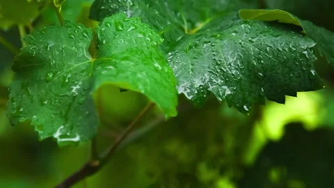 Raindrops Glide Along the Grape Leaves, clip 1 Stock Footage 143970098