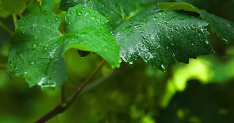Raindrops Glide Along the Grape Leaves, clip 1 Stock Footage 143970109