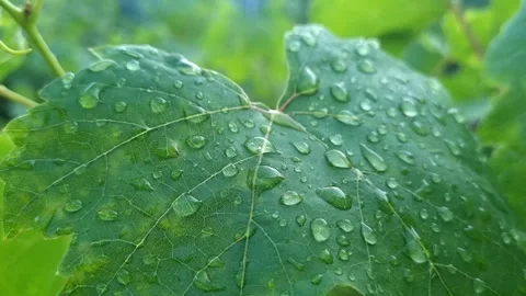 Raindrops On A Grape Leaf Close-Up In The Garden Stock Footage 280639061