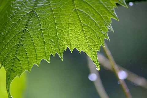 Raindrops on grape leaves close-up Stock Photos