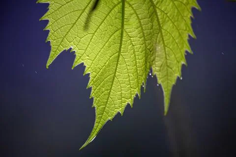 Raindrops on grape leaves close-up Stock Photos