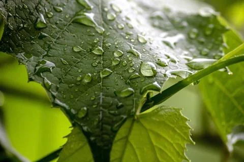 Raindrops on grape leaves close-up Stock Photos