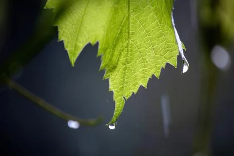 Raindrops on grape leaves close-up Stock Photos