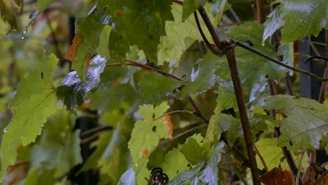 Raindrops on grape leaves Stock Footage 81371452