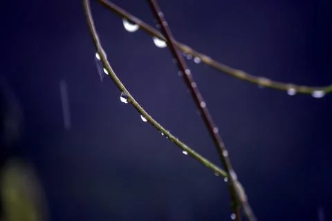 Raindrops on grape mustache close-up Stock Photos