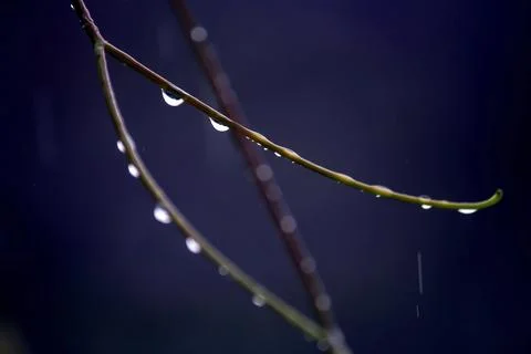 Raindrops on grape mustache close-up Stock Photos