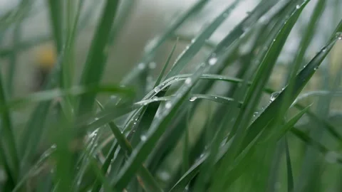 Raindrops on the grass close up. Stock Footage 240432237