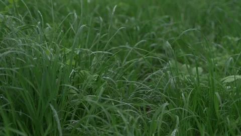 Raindrops on the grass close up. Stock Footage 240432334