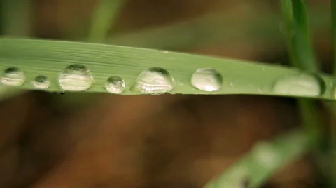 Raindrops on the grass Stock Footage 50396463