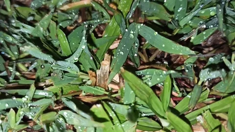 Raindrops on grass 動画素材 167221126