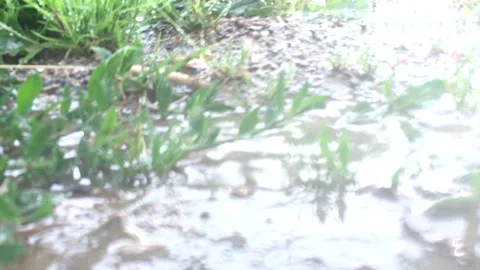 Raindrops on the grass Stock Footage 201337078