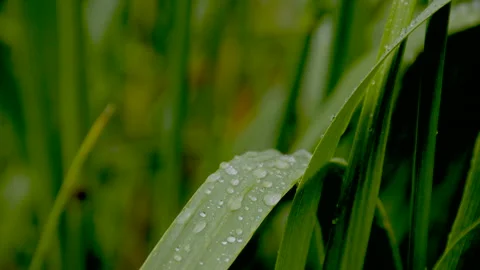 Raindrops on grass leaves, cu, 2k Stock Footage 165478445