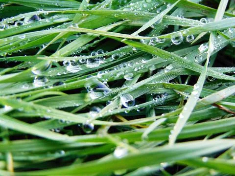Raindrops on the grass - macro Stock Photos