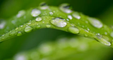 Raindrops on the grass Stock Photos