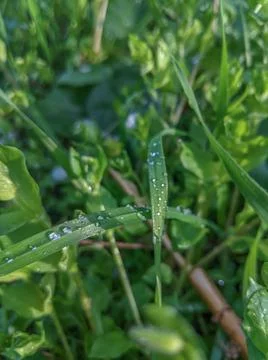 Raindrops on the grass Stock Photos