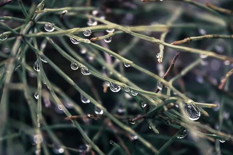 Raindrops on the grass. Stock Photos