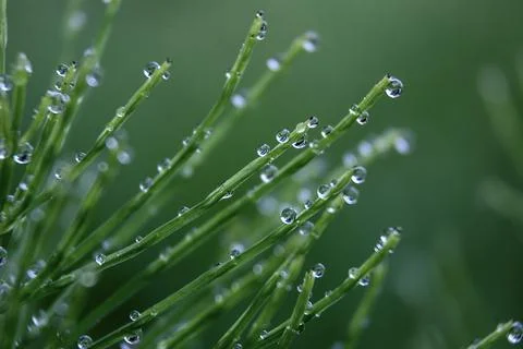 Raindrops on the grass Stock Photos