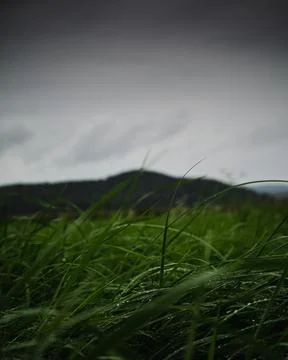Raindrops on the grass Stock Photos