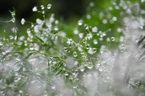 Raindrops on the grass Stock Photos